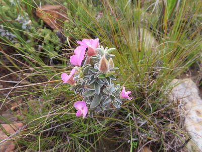 Podalyria variabilis, photographed by linkie