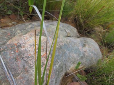 Bobartia gladiata, photographed by linkie