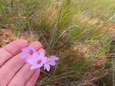 Ixia micrandra, photographed by linkie