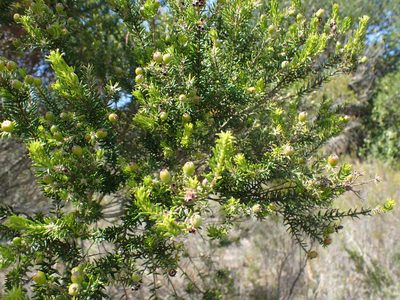 Phylica paniculata, photographed by Di Turner