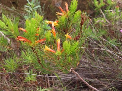 Erica grandiflora, photographed by linkie