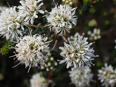 Agathosma apiculata, photographed by Di Turner