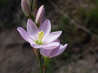 Ixia orientalis, photographed by Di Turner