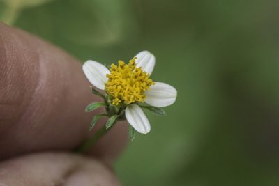 Bidens bigelovii, photographed by Craig Martin