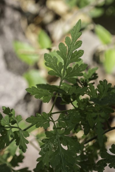 Bidens bigelovii, photographed by Craig Martin
