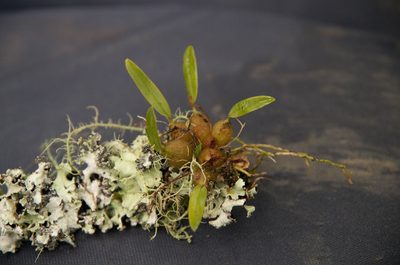 Bulbophyllum tuberculatum, photographed by M Rutherford