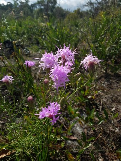 Liatris ohlingerae, photographed by Scott Ward