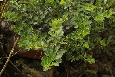 Ilex microphylla, photographed by Andrés Ramírez-Barrera