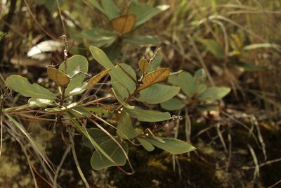 Clethra fimbriata, photographed by Andrés Ramírez-Barrera