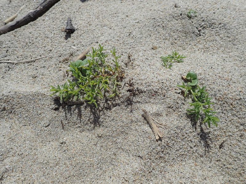 Salsola komarovii, photographed by Yoshihiro Tokue