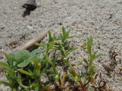 Salsola komarovii, photographed by Yoshihiro Tokue