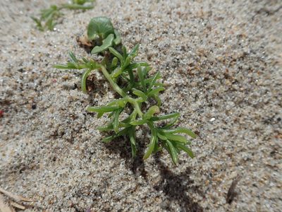 Salsola komarovii, photographed by Yoshihiro Tokue