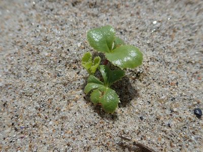 Glehnia littoralis, photographed by Yoshihiro Tokue