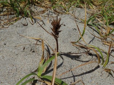 Carex kobomugi, photographed by Yoshihiro Tokue