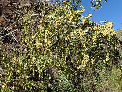 Passerina falcifolia, photographed by Di Turner