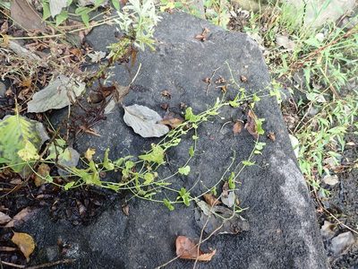 Zehneria japonica, photographed by Yoshihiro Tokue