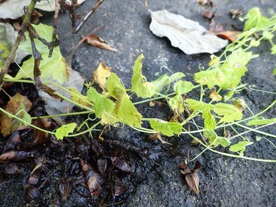 Zehneria japonica, photographed by Yoshihiro Tokue
