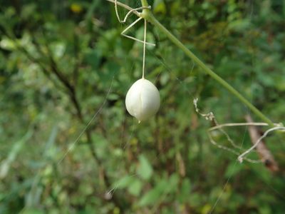 Zehneria japonica, photographed by Yoshihiro Tokue