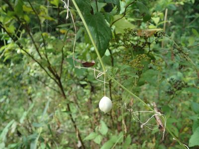 Zehneria japonica, photographed by Yoshihiro Tokue