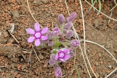 Raphionacme hirsuta, photographed by Peter Warren