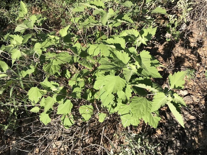 Ambrosia cordifolia, photographed by CK2AZ