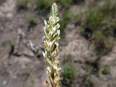 Hebenstretia integrifolia, photographed by Di Turner