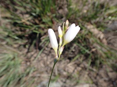 Ixia orientalis, photographed by Di Turner