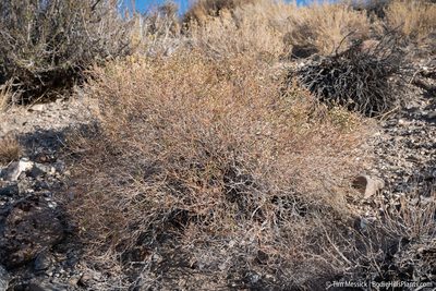 Eriogonum heermannii, photographed by Tim Messick