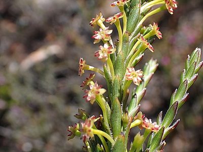 Struthiola eckloniana, photographed by Di Turner