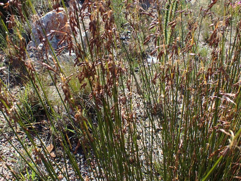 Rhodocoma fruticosa, photographed by Di Turner