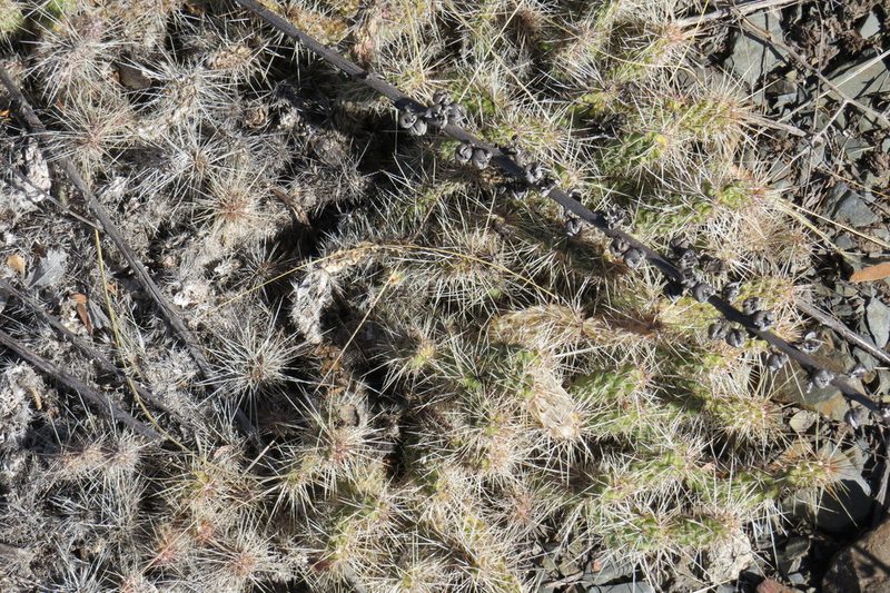 Airampoa corrugata, photographed by Agustín Zarco