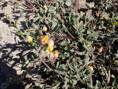 Hermannia althaeifolia, photographed by Di Turner