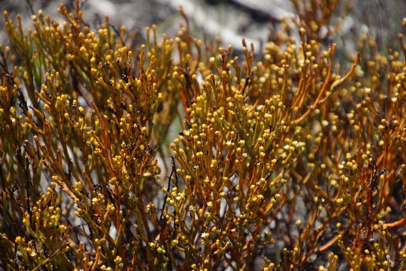 Thesium pseudovirgatum, photographed by Tony Rebelo