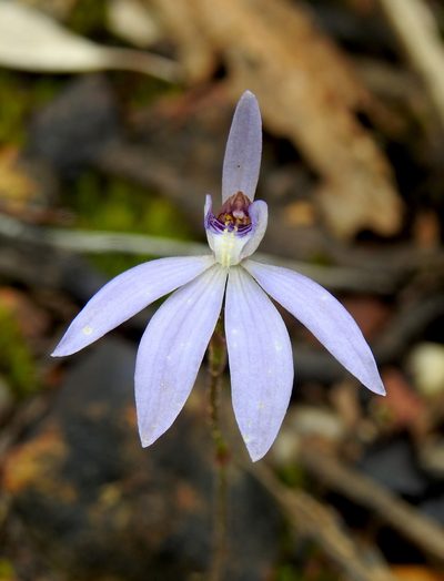 Caladenia caerulea, photographed by desertnaturalist