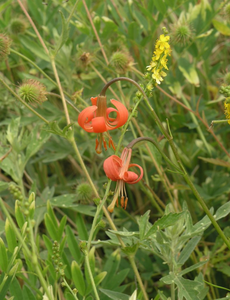 Lilium callosum, photographed by Oleg Kosterin
