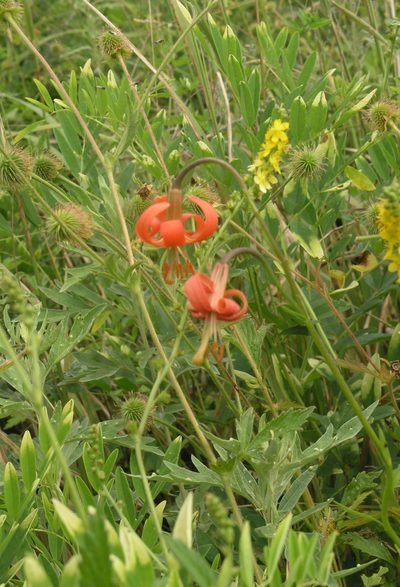 Lilium callosum, photographed by Oleg Kosterin