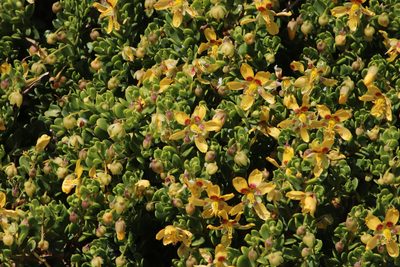Roepera flexuosa, photographed by Tony Rebelo