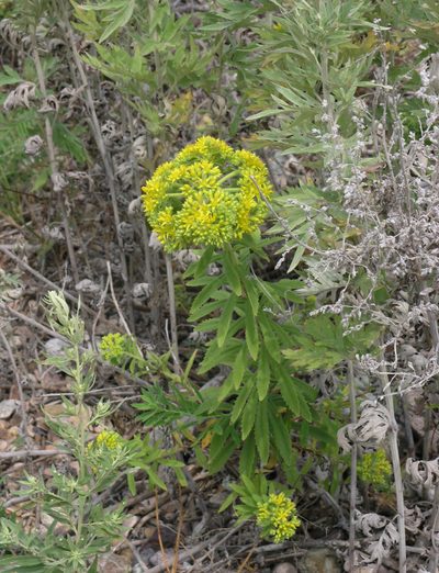 Phedimus selskianus, photographed by Oleg Kosterin