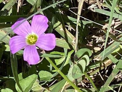 Oxalis drummondii, photographed by Gary Rogers