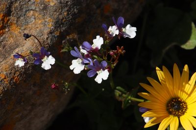 Nemesia affinis, photographed by Tony Rebelo