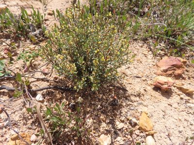 Clutia polygonoides, photographed by linkie