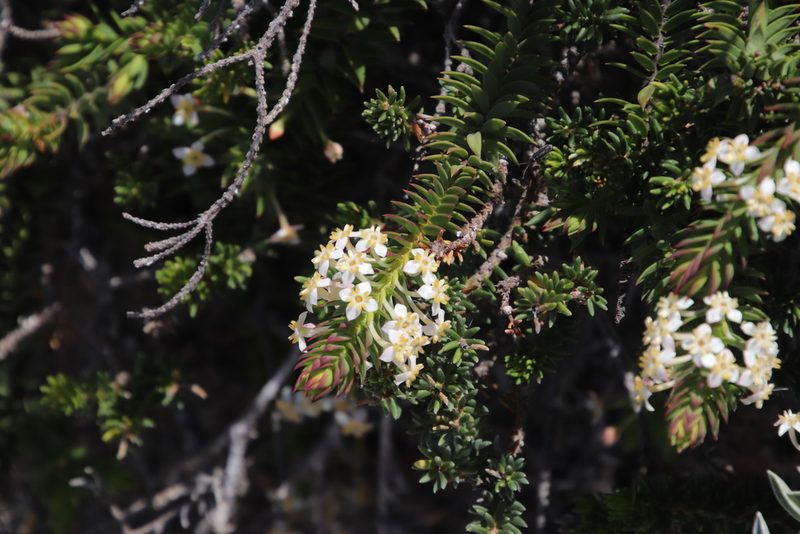 Struthiola salteri, photographed by Tony Rebelo