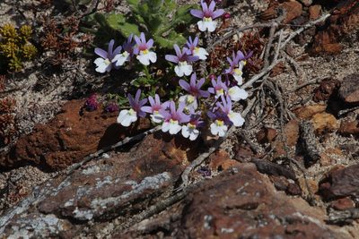 Nemesia affinis, photographed by Tony Rebelo