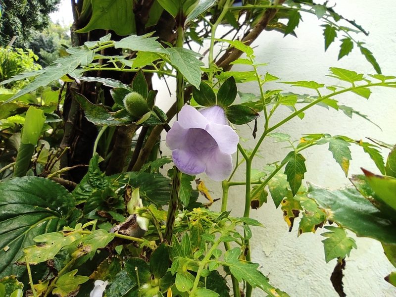 Gloxinia perennis, photographed by Eduardo A. Bolaños Vargas