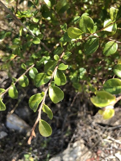 Antidesma parvifolium, photographed by elawrey