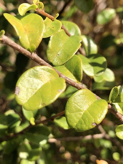 Antidesma parvifolium, photographed by elawrey