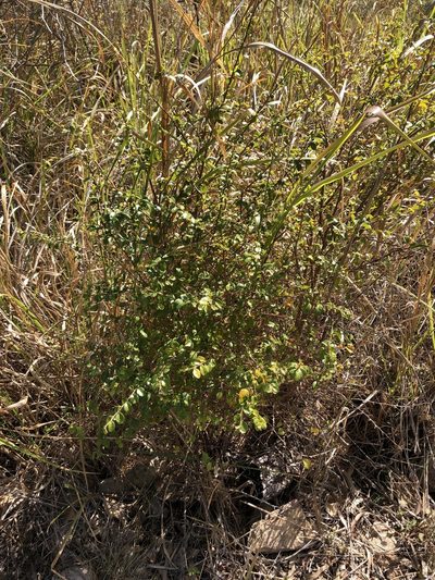 Antidesma parvifolium, photographed by elawrey