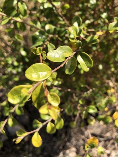 Antidesma parvifolium, photographed by elawrey