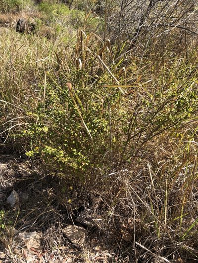 Antidesma parvifolium, photographed by elawrey