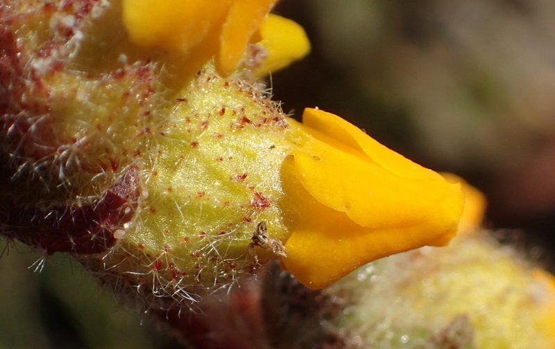 Hermannia decumbens, photographed by Nicola van Berkel